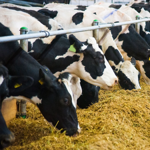 Производство мясопродуктов в Новосибирской области в 1980-е гг. (аналитическая записка областатуправления)