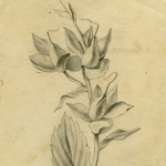 «Стоит уважения и похвалы художника»: рисунки красноярских купеческих детей (середина XIX века)