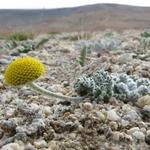 «Имена собственные отдельных сибирских растений»: выставка Ботанического музея Сибири