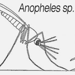 Распространение малярии в Западной Сибири в годы Великой Отечественной войны