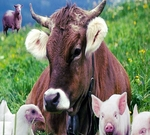 Животноводство Среднего Урала в 1953–1964 годах