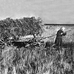 Государство, колхозы и теневая экономика в годы Великой Отечественной войны (по материалам Новосибирской области)