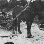 Социально-демографическая ситуация в Западной Сибири в годы новой экономической политики (1921–1929 годы)