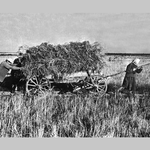 Экономика колхозного двора накануне и в годы Великой Отечественной войны (по материалам Западной Сибири)