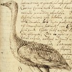 Орнитологические зарисовки в материалах Д.Г. Мессершмидта